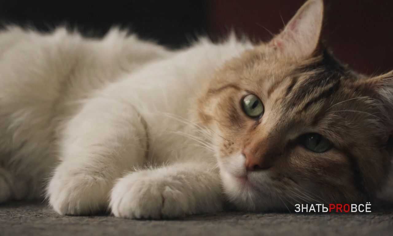 Ежедневная уборка комков