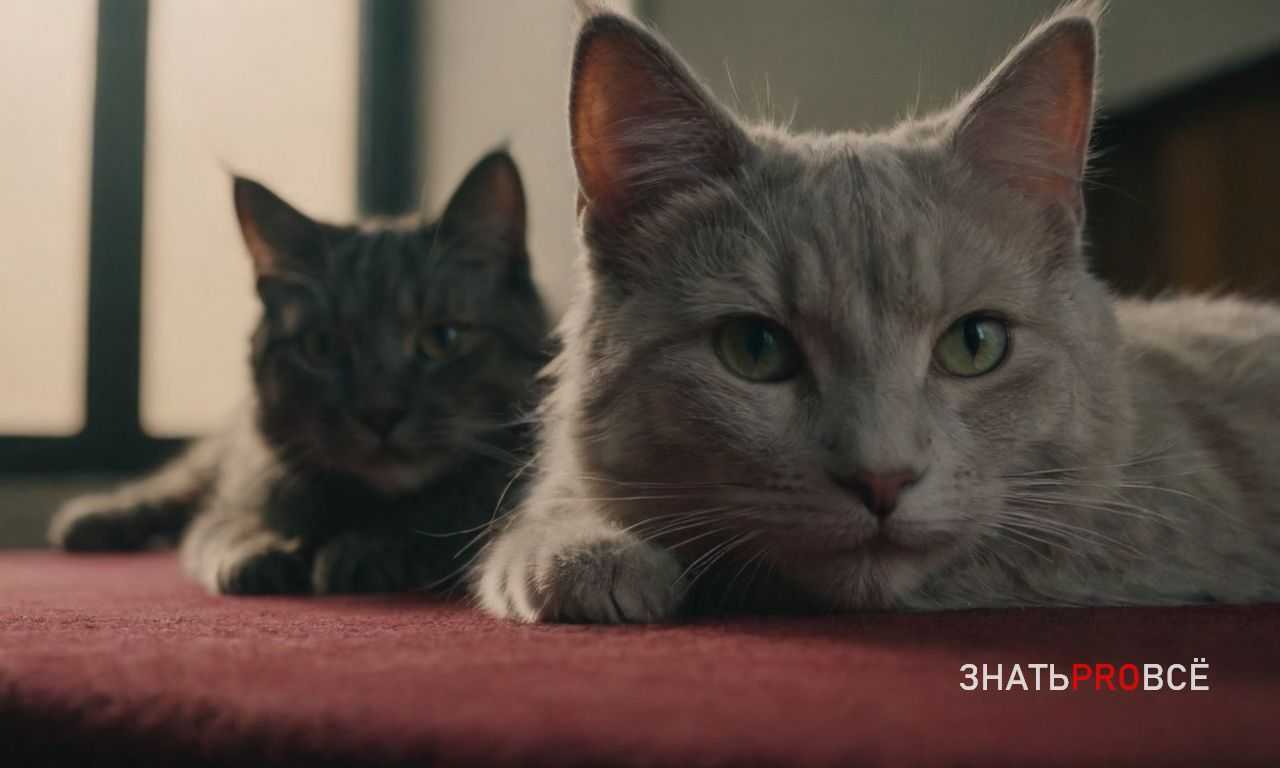 Нужно ли купать кошку и как это делать правильно