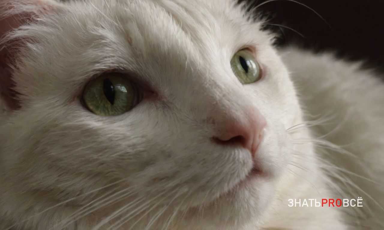 Первые признаки и симптомы МКБ