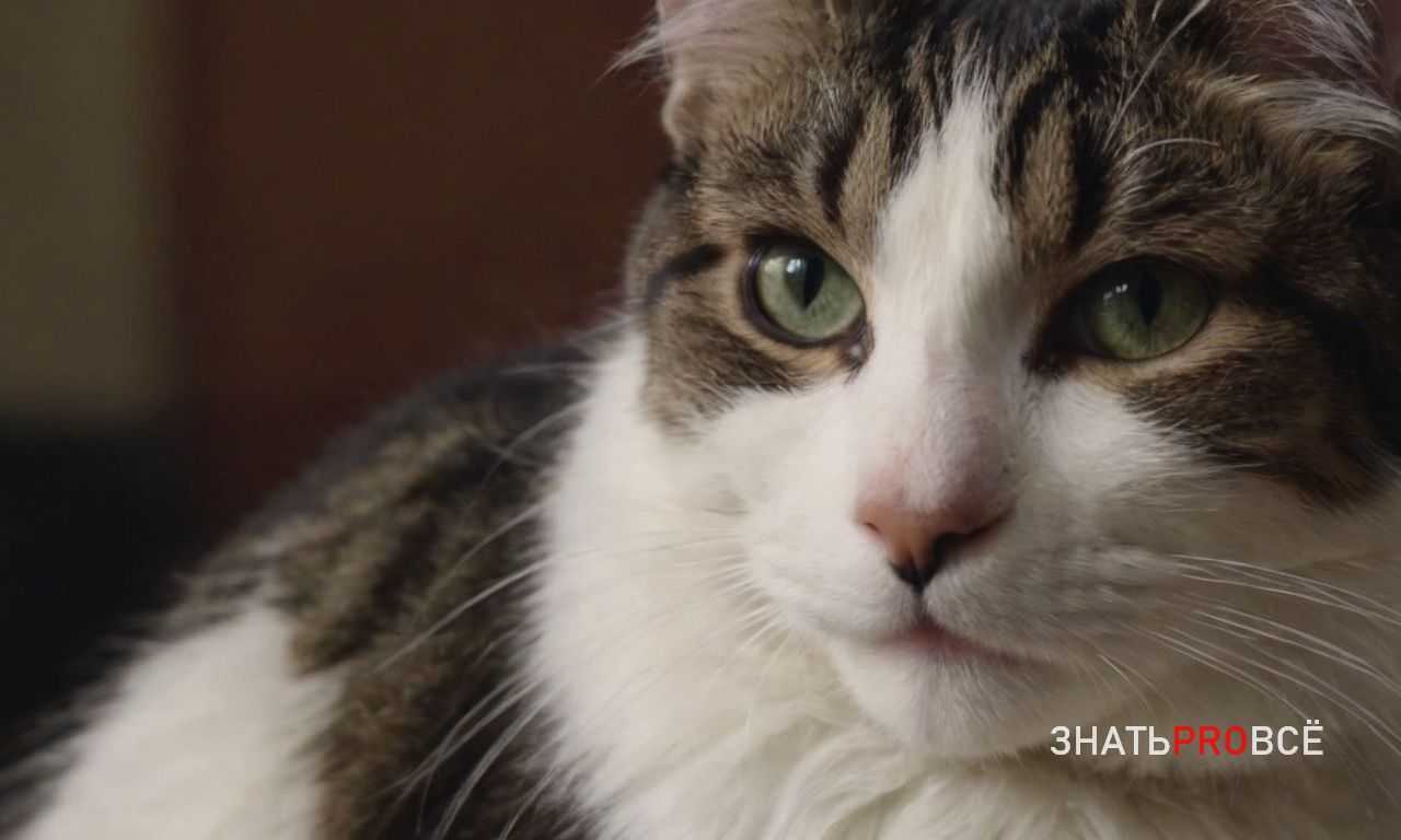 Нормы кормления и роль перекусов