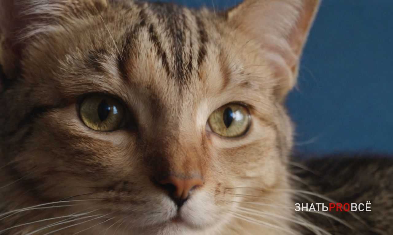 Периодичность чистки