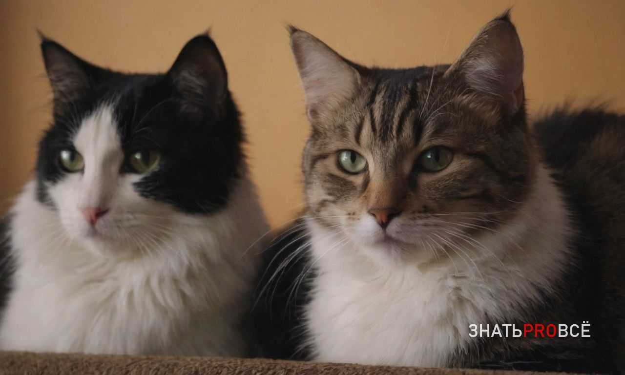 3. Состояние шерсти