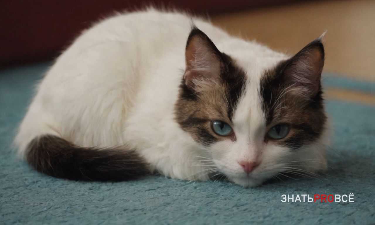 Оптимальные ткани