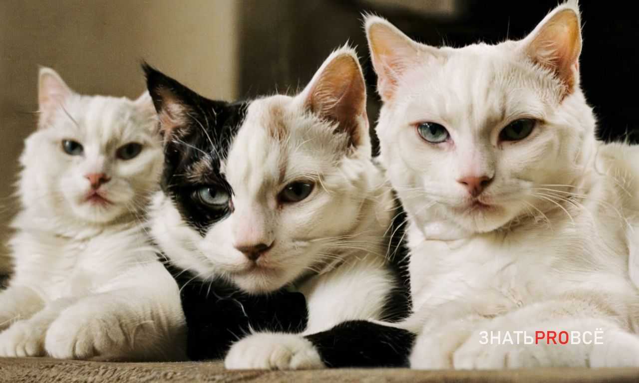 Как определить возраст кошки