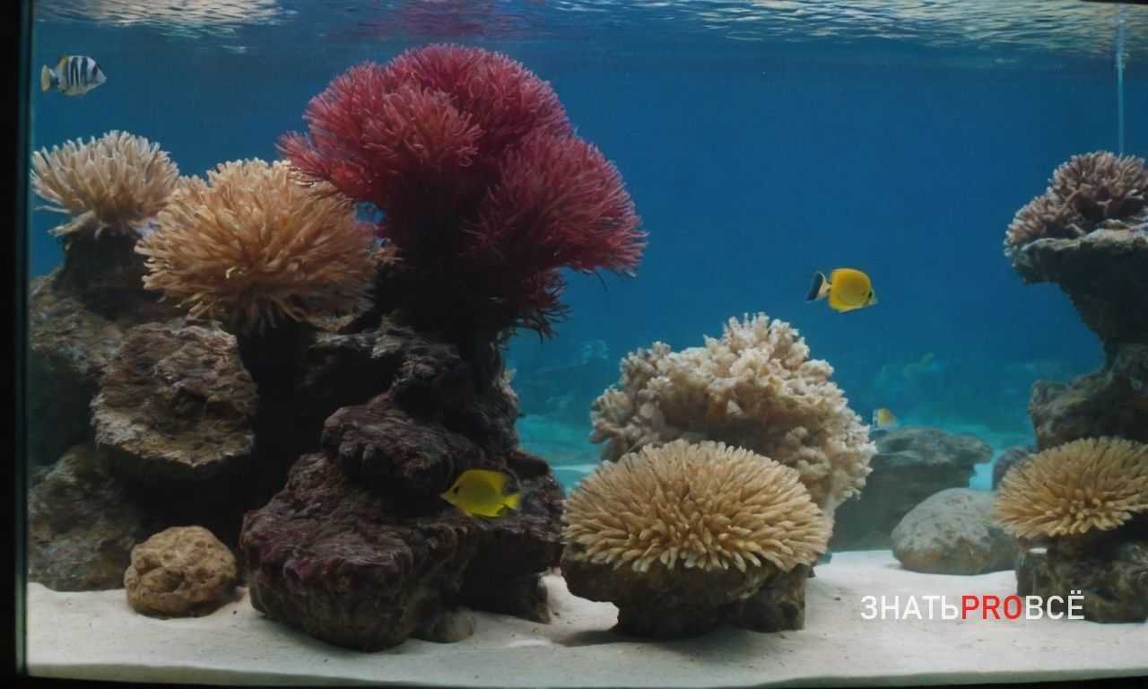 Роль удобрений в поддержке здоровья растений в аквариуме