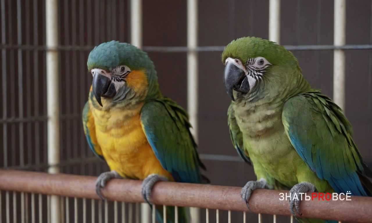 Как часто нужно чистить клетку для грызуна?