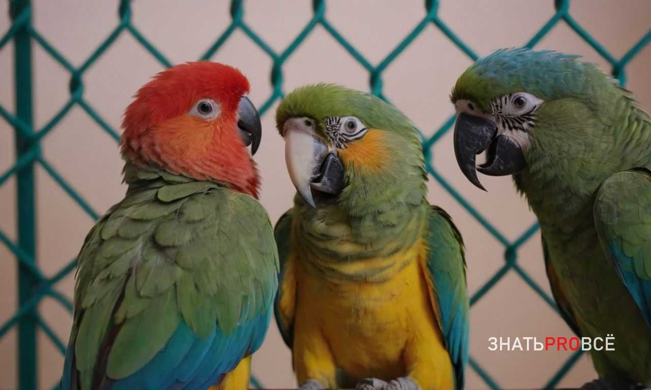 Причины поноса и как их выявить