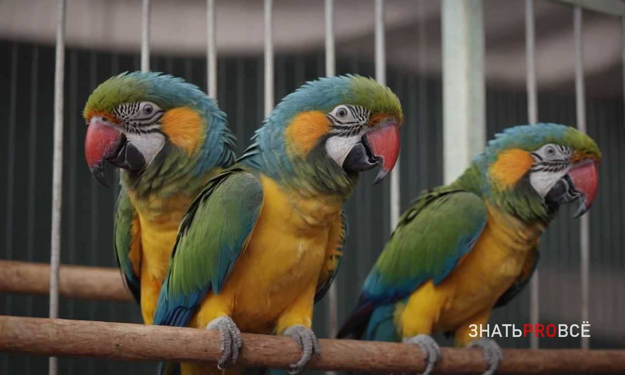 Добавьте элементы для отвлечения внимания