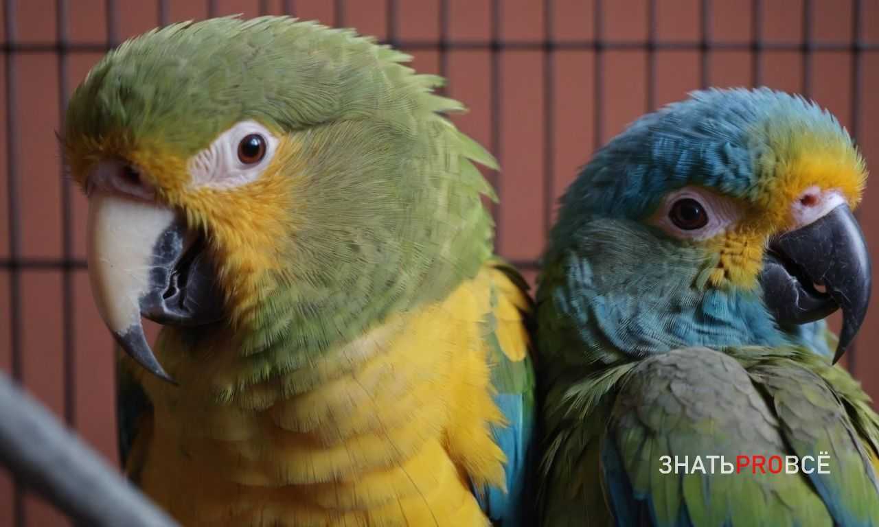 Как дать попугаю лекарство - методы и хитрости