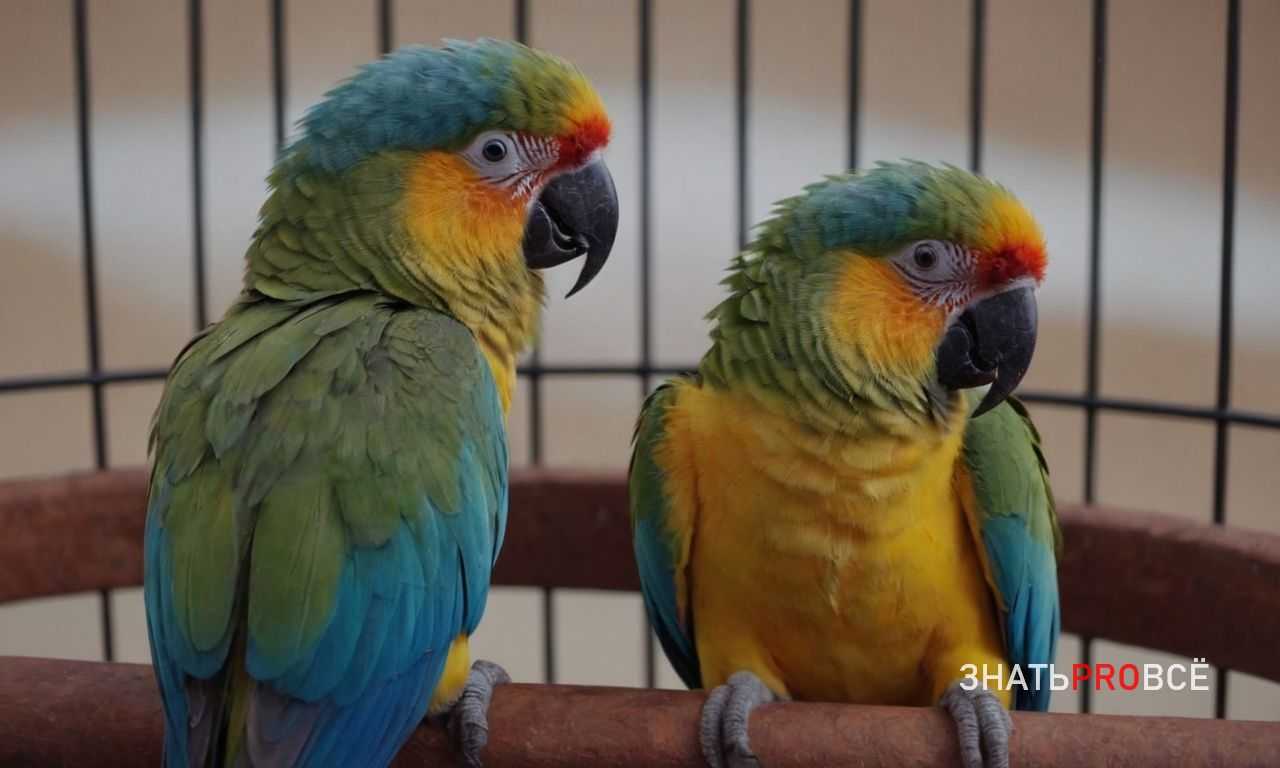 Частые ошибки новичков и как их избежать во время полетов по комнате