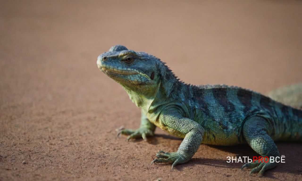 Ожирение у домашних рептилий - как распознать и предотвратить