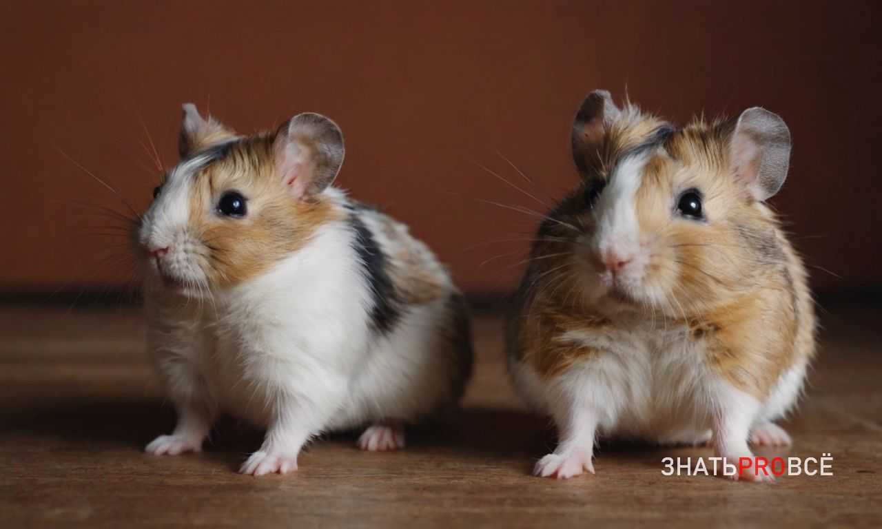 Линька у хомяков - норма или проблема?