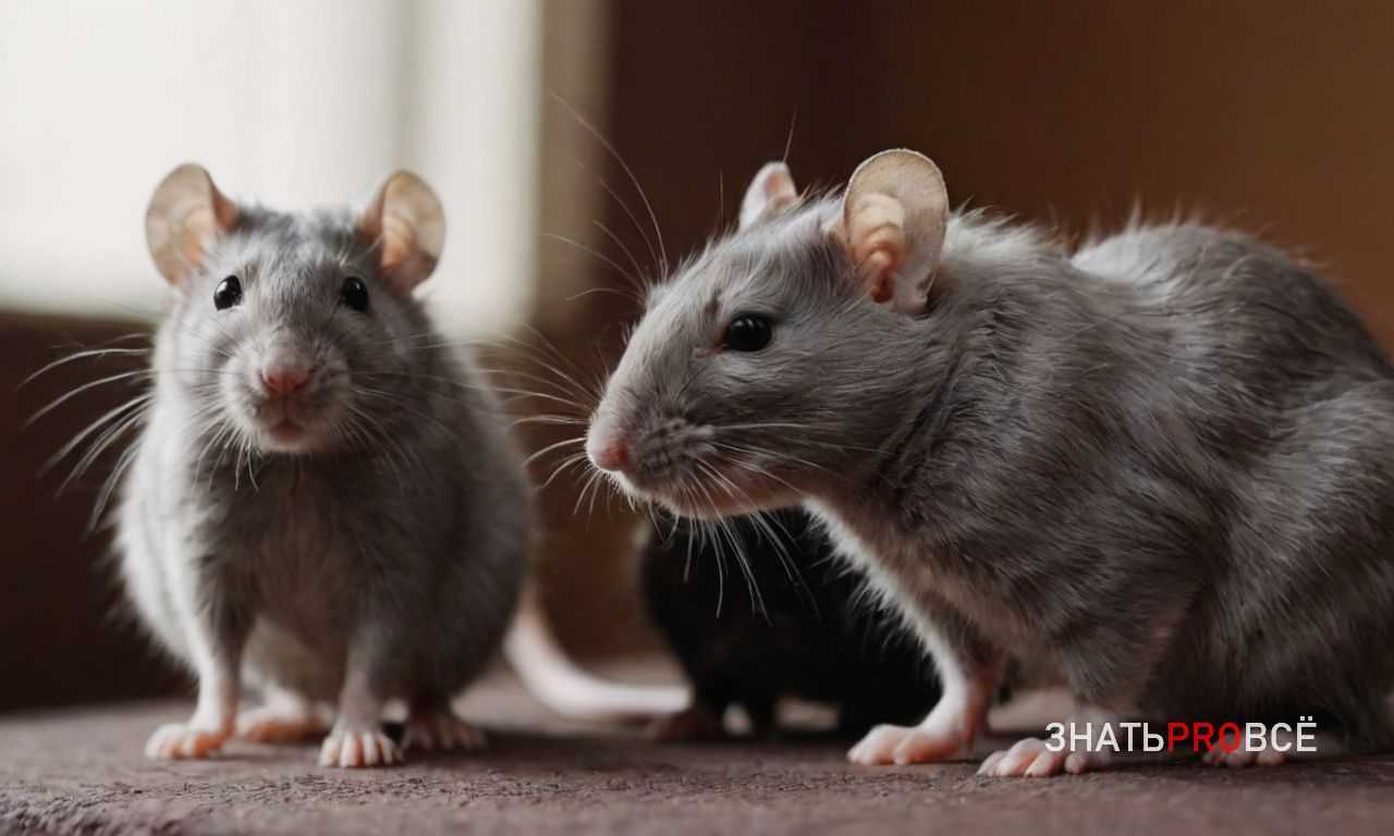 Респираторные заболевания у крыс - симптомы, лечение, профилактика