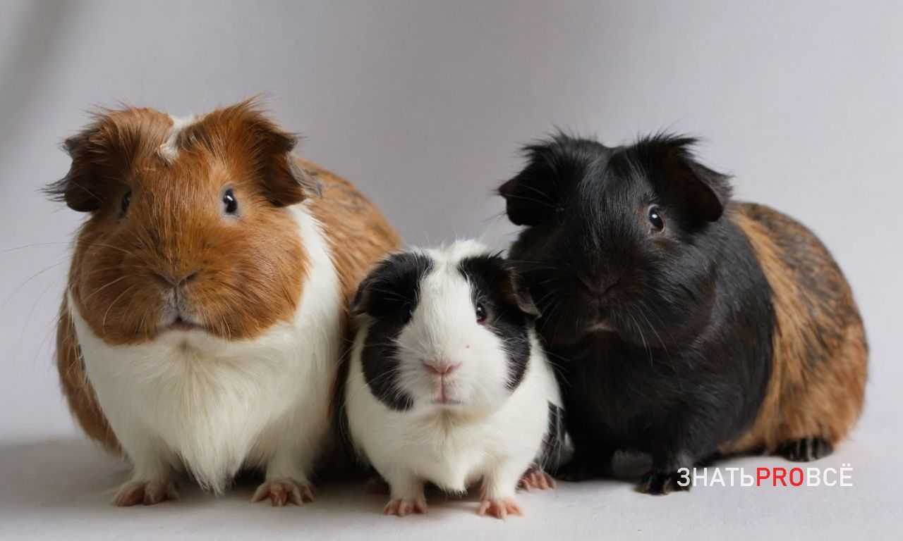 Хирургическое удаление