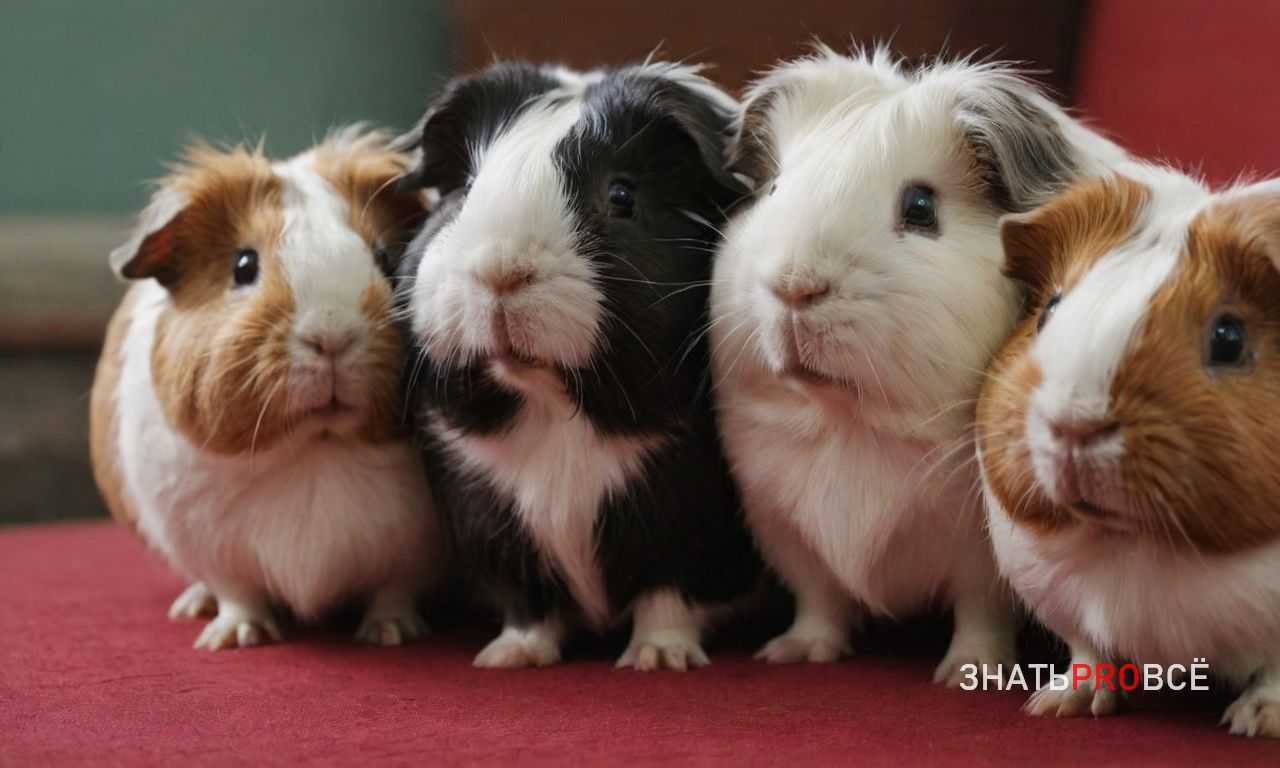 Как выбрать породу морской свинки в зависимости от особенностей ухода
