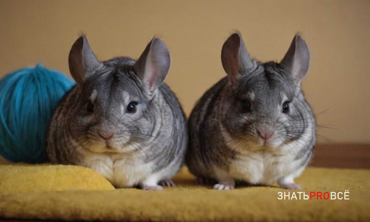 Шиншилла и другие домашние животные - возможно ли соседство?